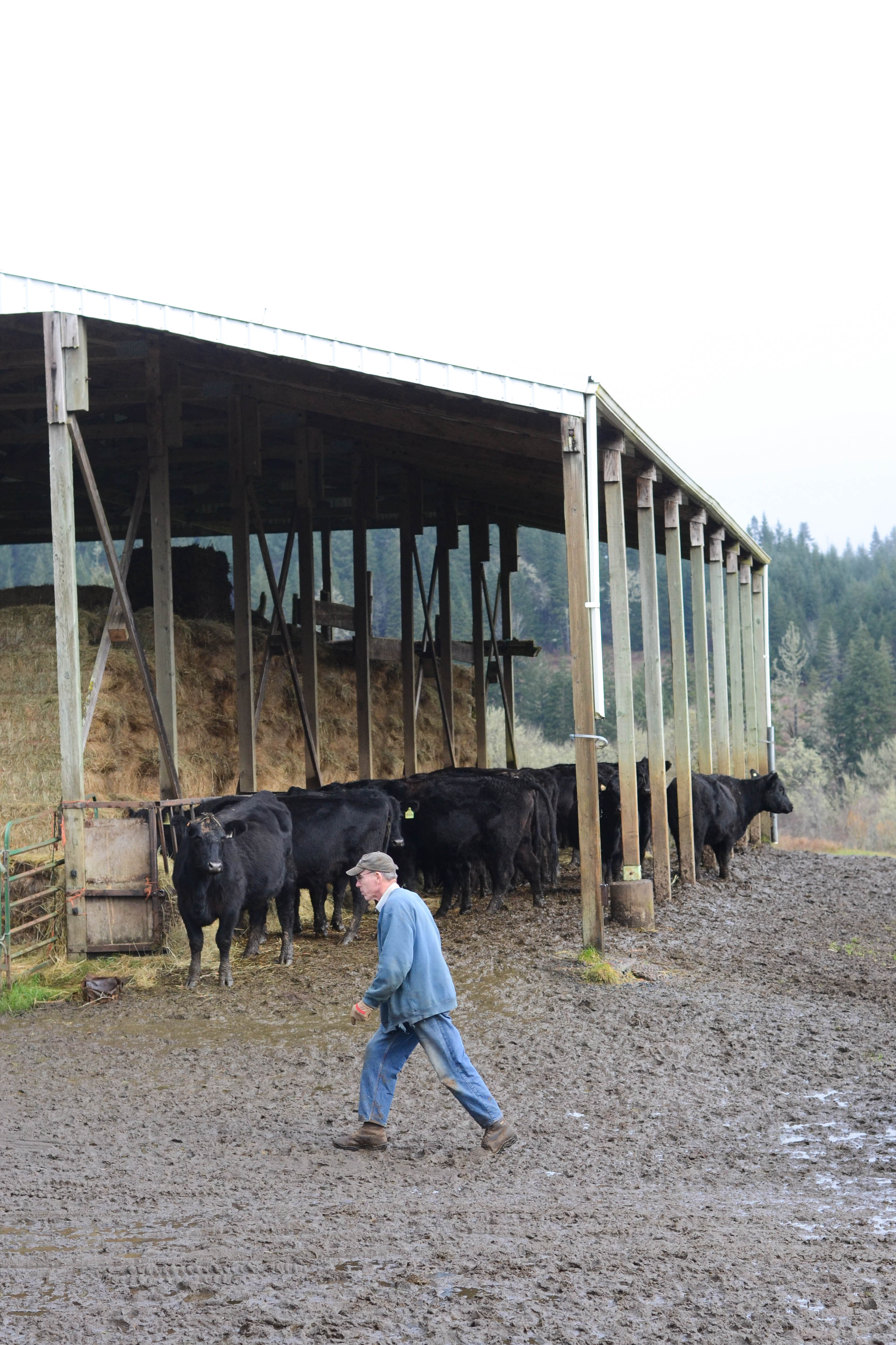 Feeding Cows In Winter At Hemphill Angus