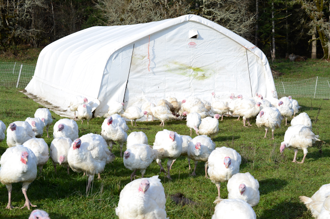 pastured turkeys at Provenance Farm // Wayward Spark