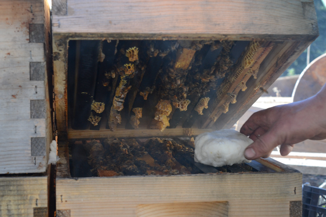 feeding honeybees in winter // Wayward Spark