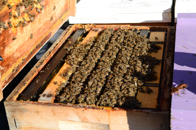 winter cluster of honeybees // Wayward Spark