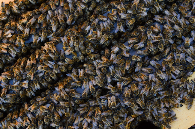 feeding honeybees in winter // Wayward Spark