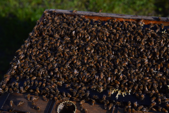 beekeeping with Henry Storch of Old Blue Raw Honey // Wayward Spark
