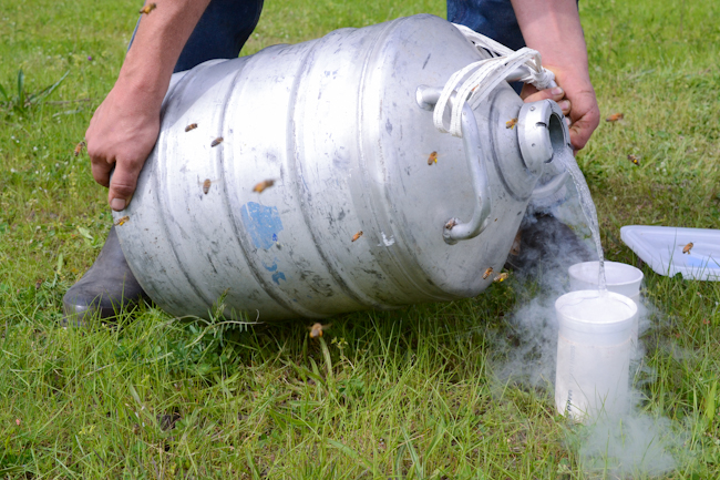 liquid nitrogen for honeybee hygienic testing // Wayward Spark
