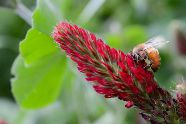 honeybee on crimson clover // Wayward Spark