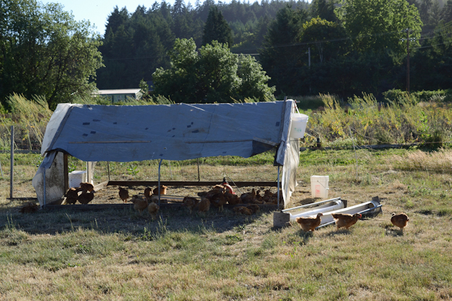 Red Ranger chickens at Gathering Together Farm // Wayward Spark