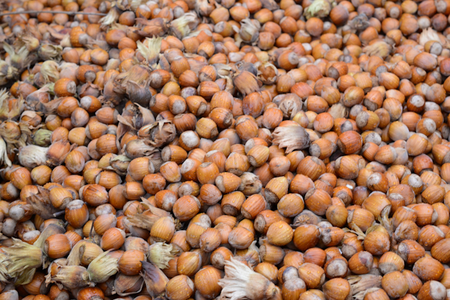 Oregon hazelnut harvest // Wayward Spark