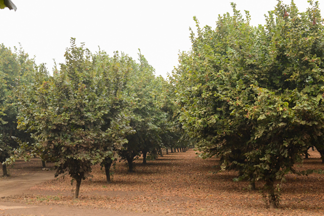 Oregon hazelnut orchard // Wayward Spark