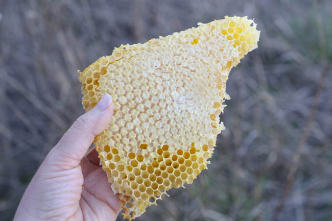 wild honeycomb // Wayward Spark